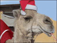 Weihnachten_Kamel.gif