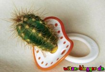 babyschnuller-kaktus.jpg